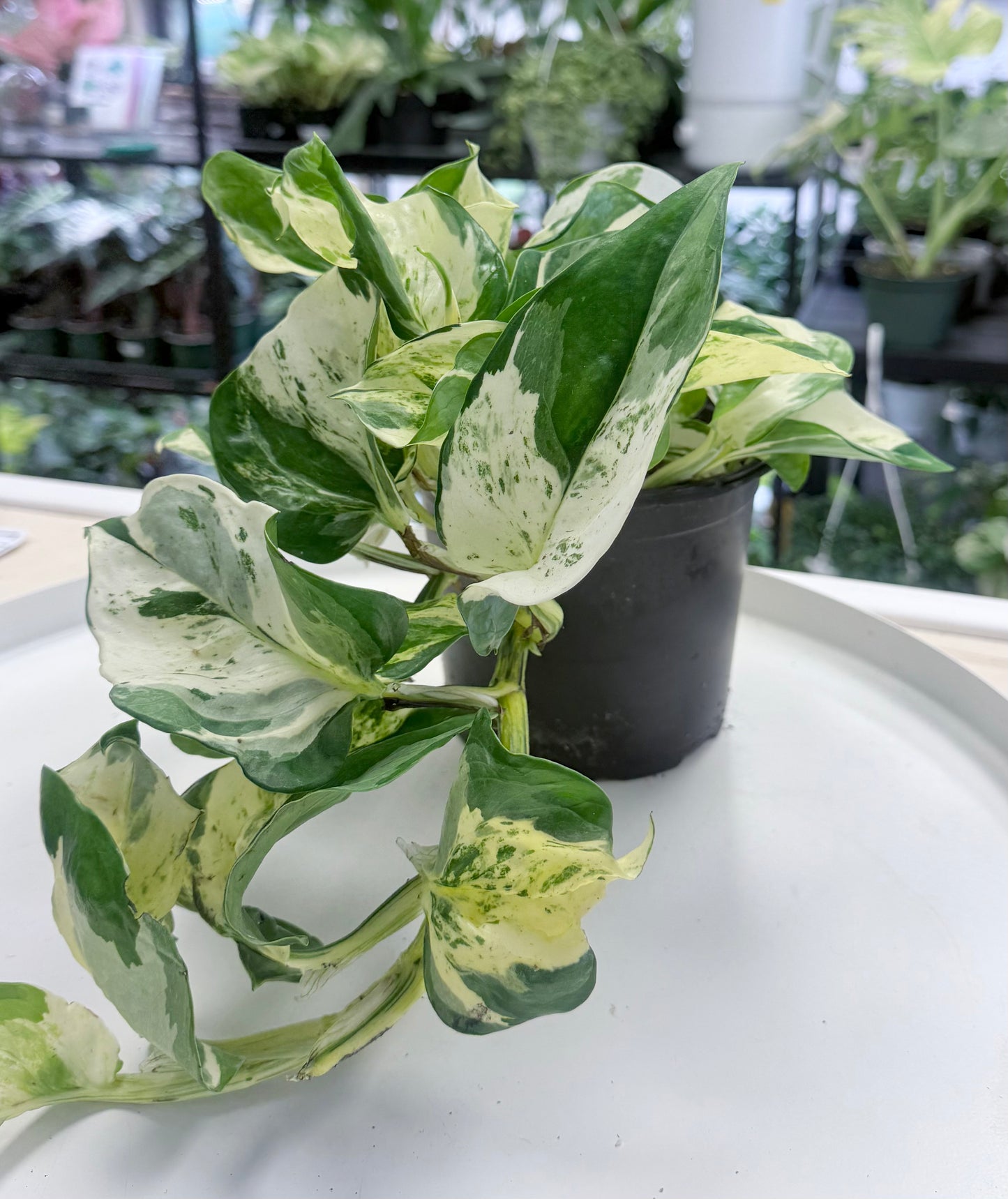 Epipremnum aureum 'Manjula'