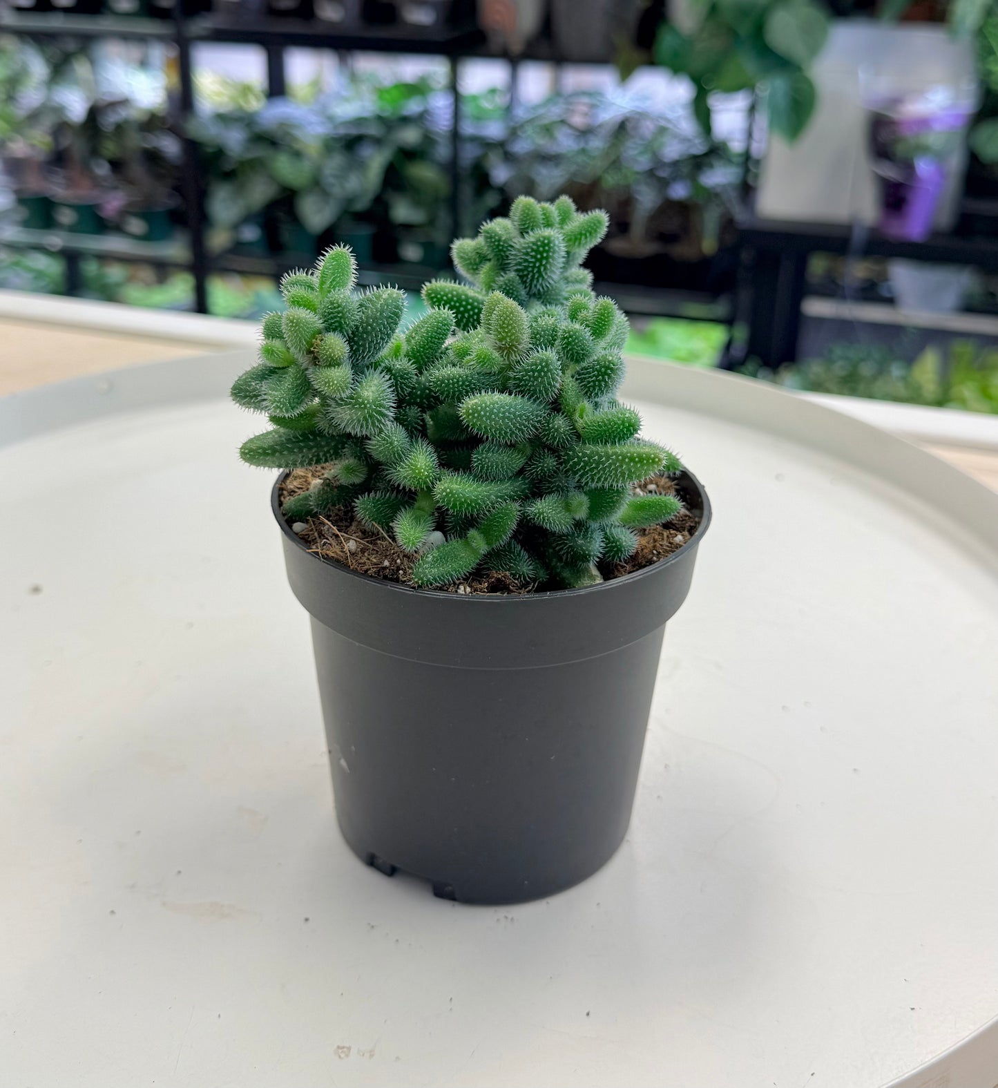 Delosperma echinatum | Pickle Plant