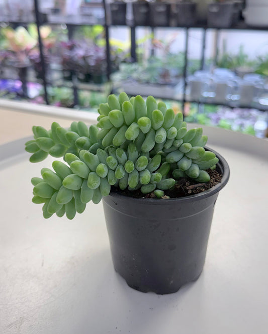 Sedum morganianum | Burro's Tail 4” | No Ship