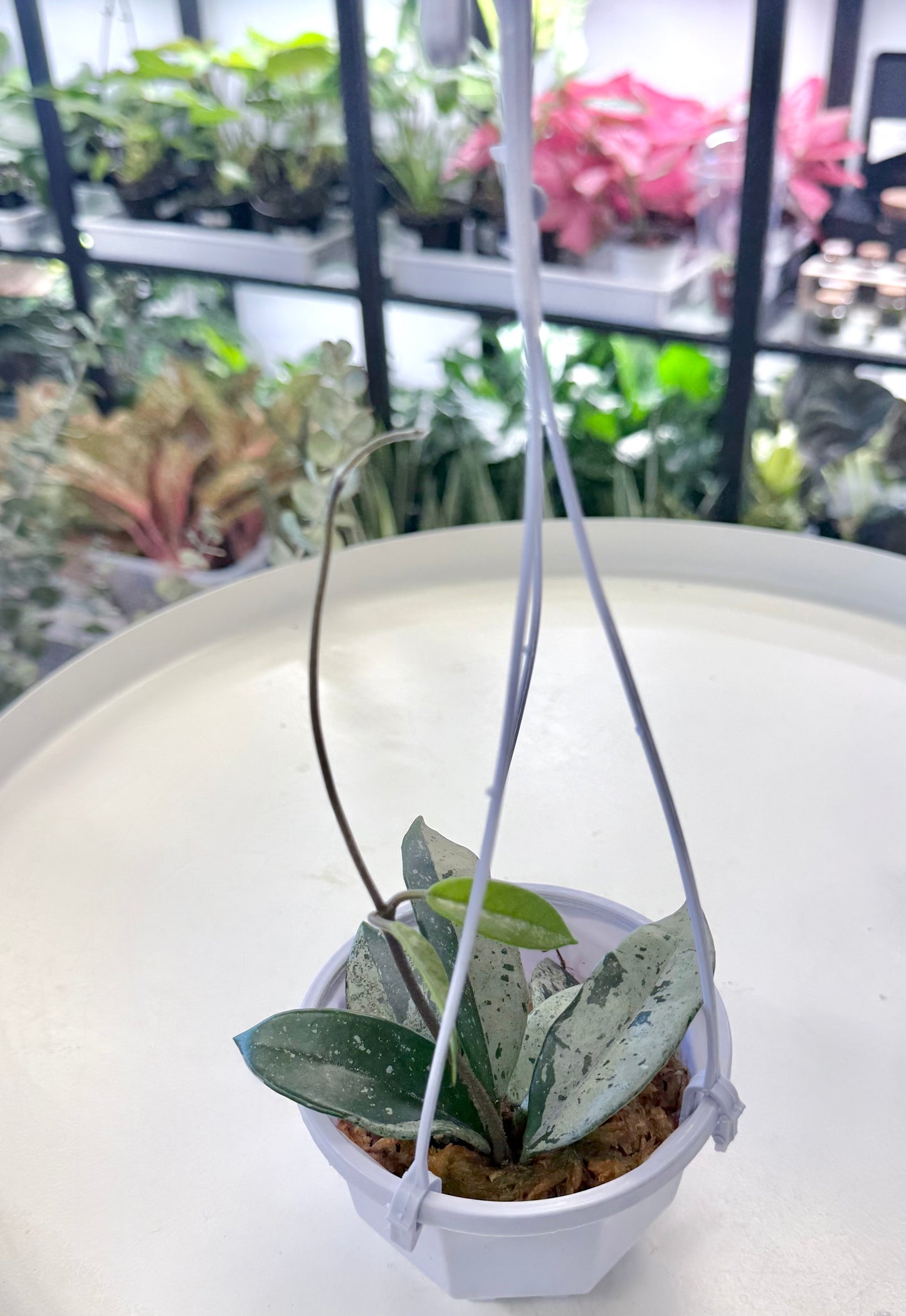 Hoya carnosa ‘Wilbur Graves’ (China)