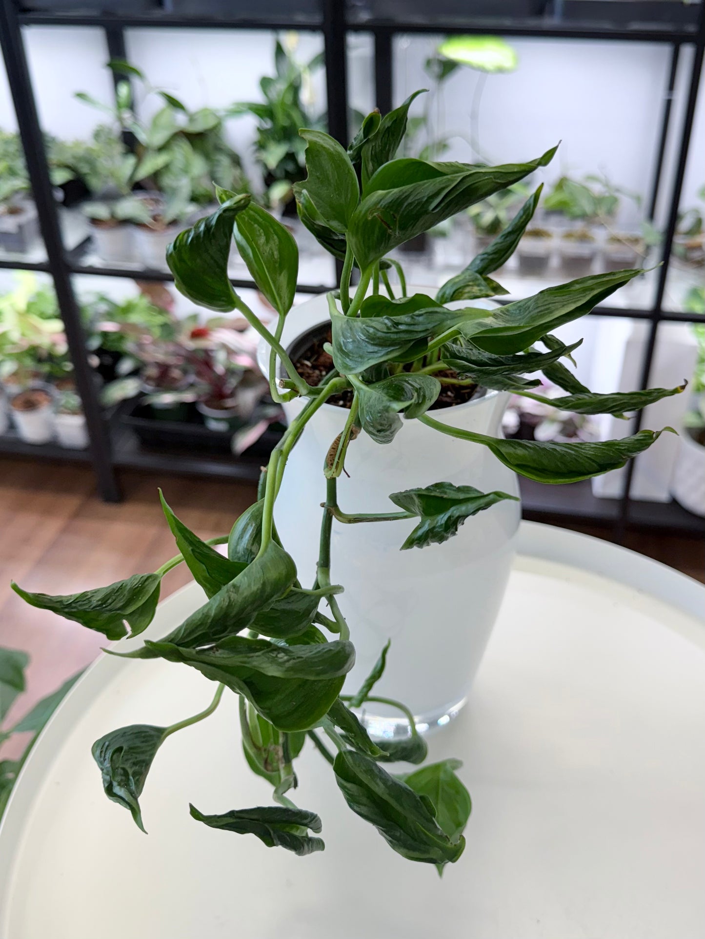 Epipremnum aureum ‘Shangri-la’ 4”