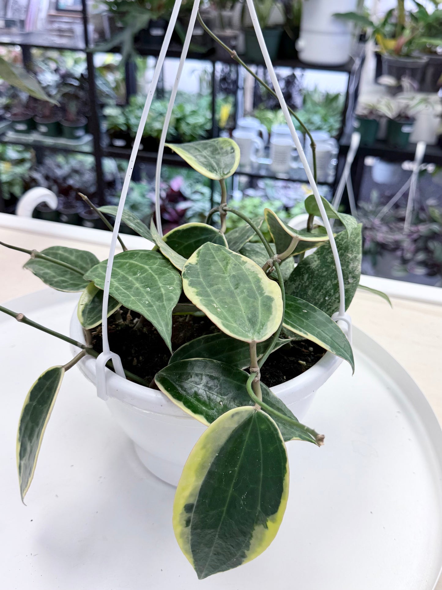 Hoya latifolia Outer Variegated | 8” HB No Ship