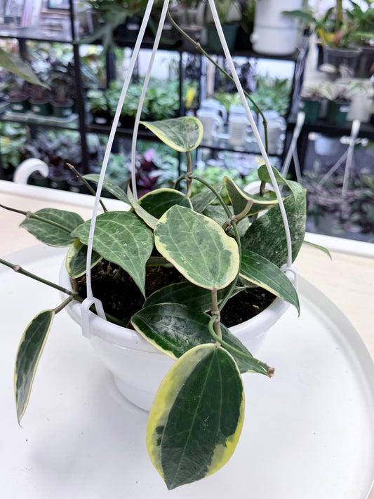 Hoya latifolia Outer Variegated | 8” HB No Ship