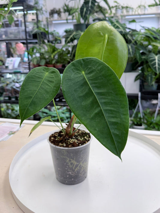 Anthurium peltigerum