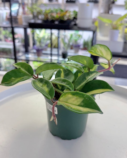 Hoya carnosa 'Tricolor' | Inner Variegated 4”