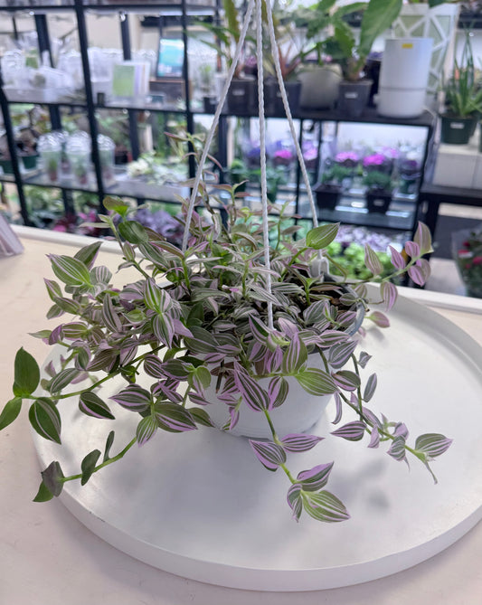Tradescantia Tricolor 6” HB | No Ship