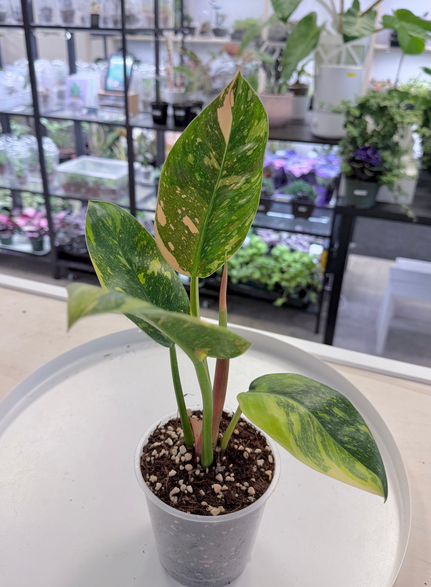 Philodendron Green Congo 'Nuclear’
