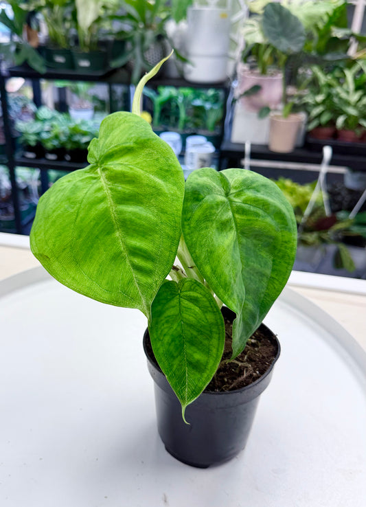 Syngonium macrophyllum 'Frosted Heart' 4”