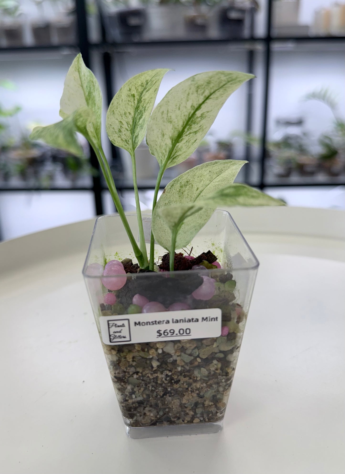 Monstera laniata Mint