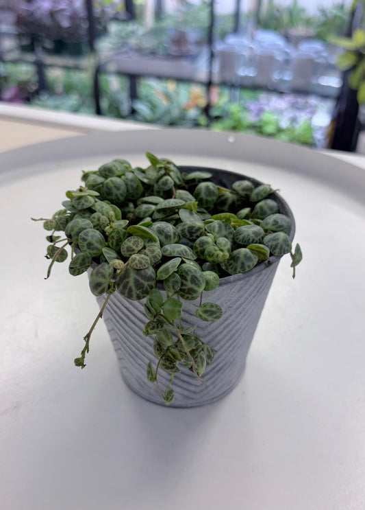 String of Turtles in Grey Stripe Tin
4"