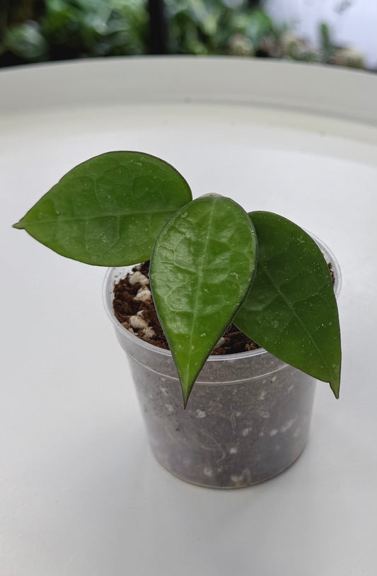 Hoya verticillata MA 07