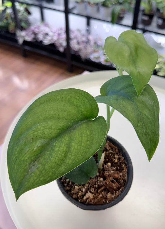 Scindapsus pictus ‘Jade Satin’ 4”