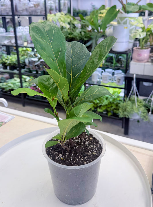 Ficus Lyrata | Fiddle Leaf Fig 6”