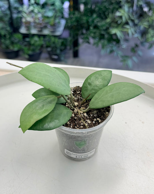 Hoya Erythrostemma Silver | Grown by Plant Positivity with Rowe