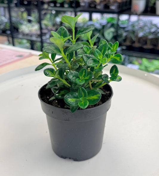 Goldfish Plant Variegated | Nematanthus gregarius