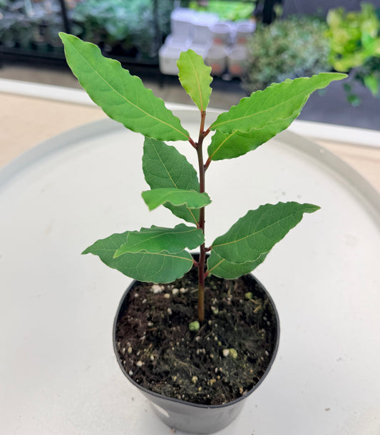 Bay Laurel | Laurus nobilis 4”