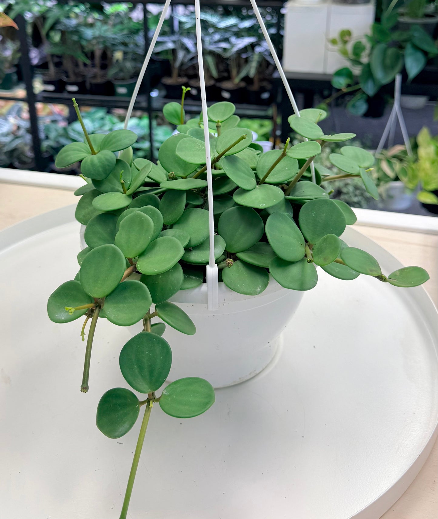Peperomia ‘Hope’