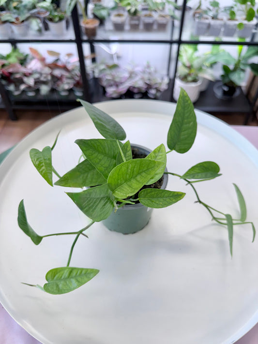 Epipremnum pinnatum ‘Cebu Blue’ 4”