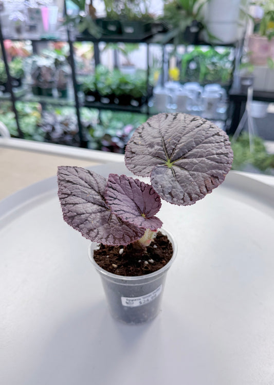 Begonia 'Silver Dollar'