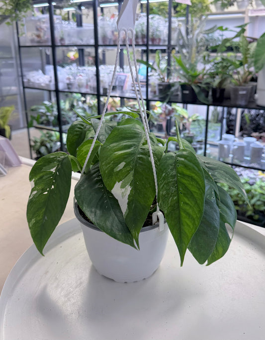 Epipremnum pinnatum Albo 6” HB No Ship