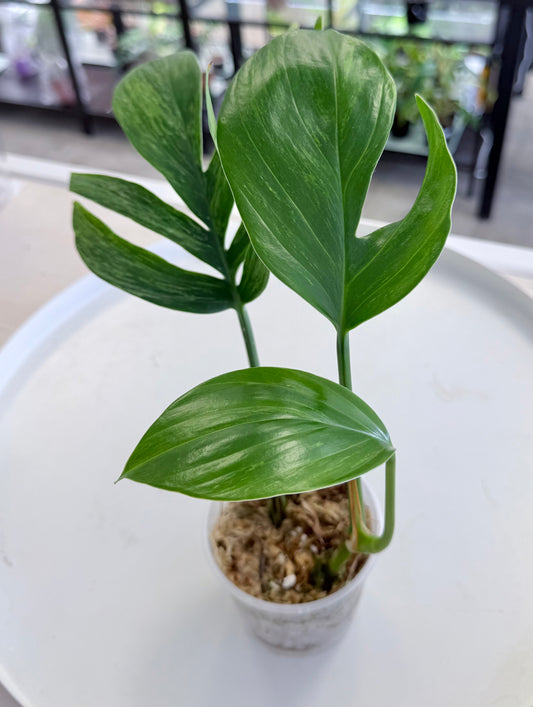 Rhaphidophora decursiva Variegated