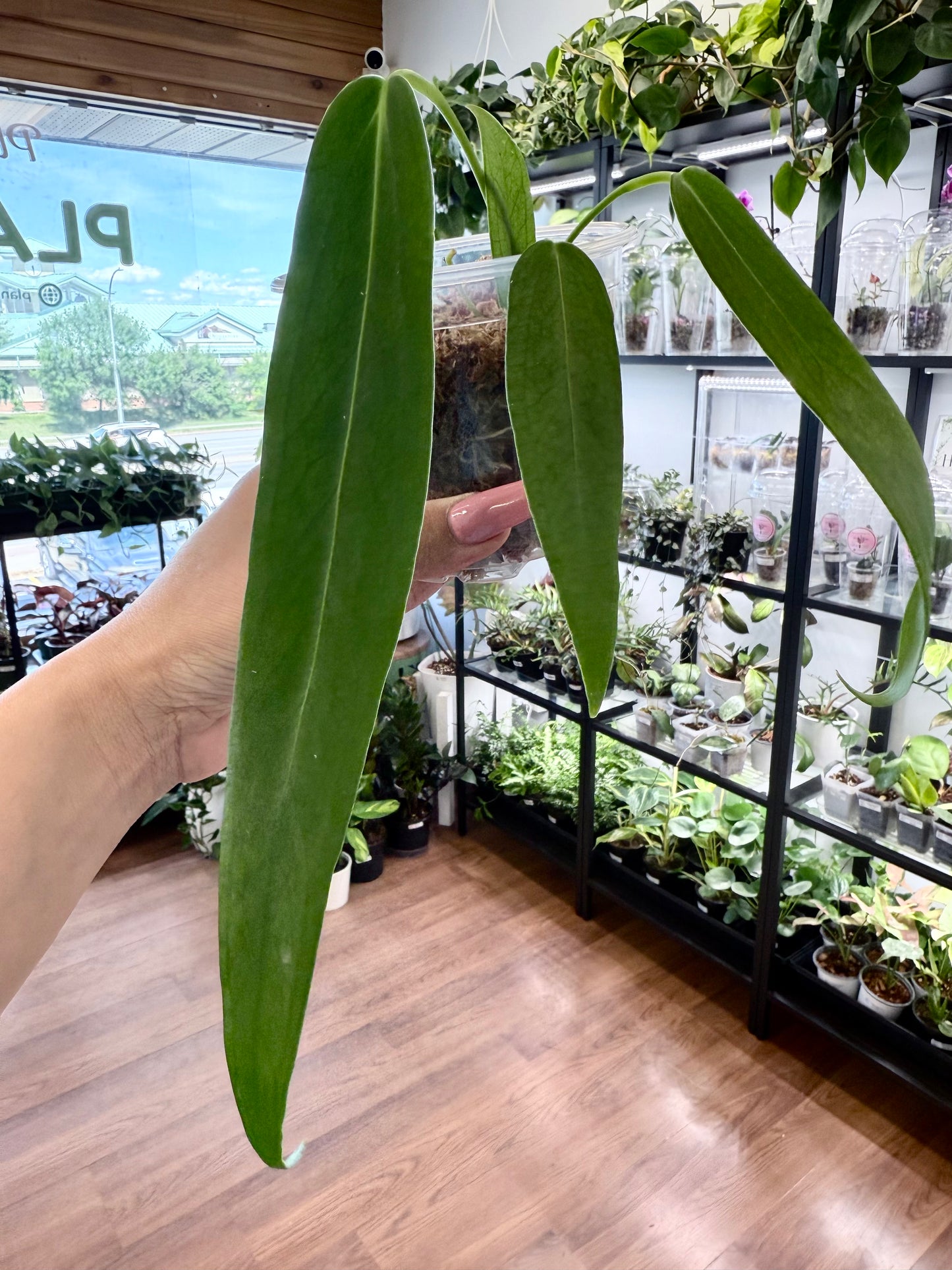 Anthurium pallidiflorum