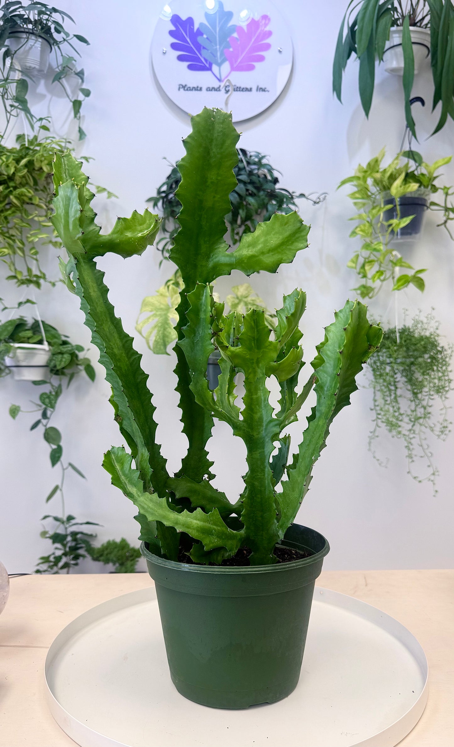 Euphorbia lactea | Large | No Ship