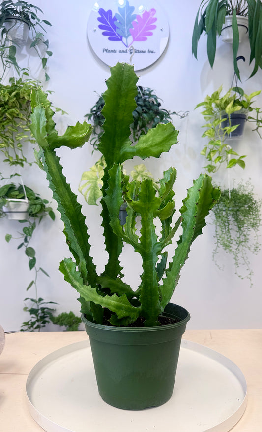 Euphorbia lactea | Large | No Ship