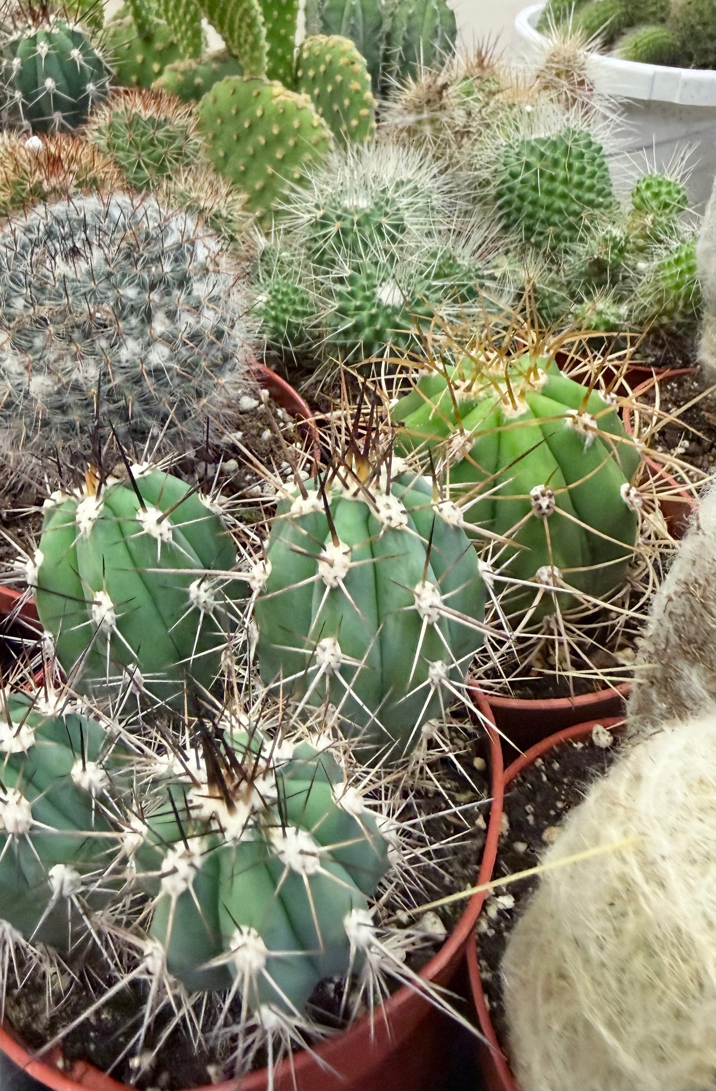 Cactus 4” Assorted
