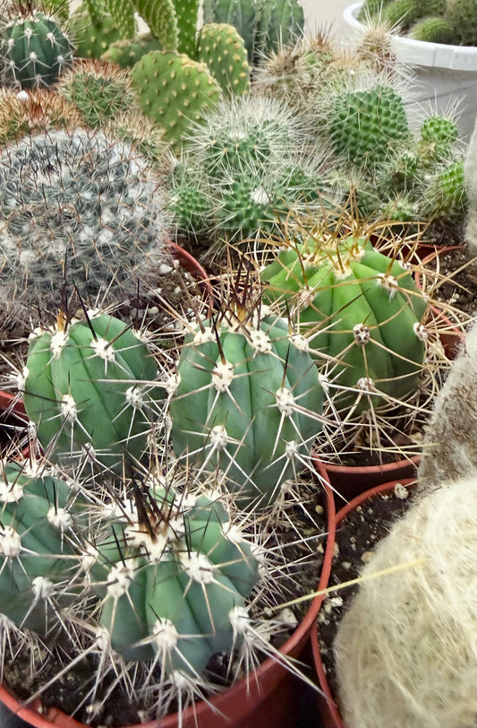 Cactus 4” Assorted