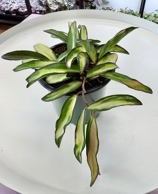 Hoya wayetii Variegated 4”