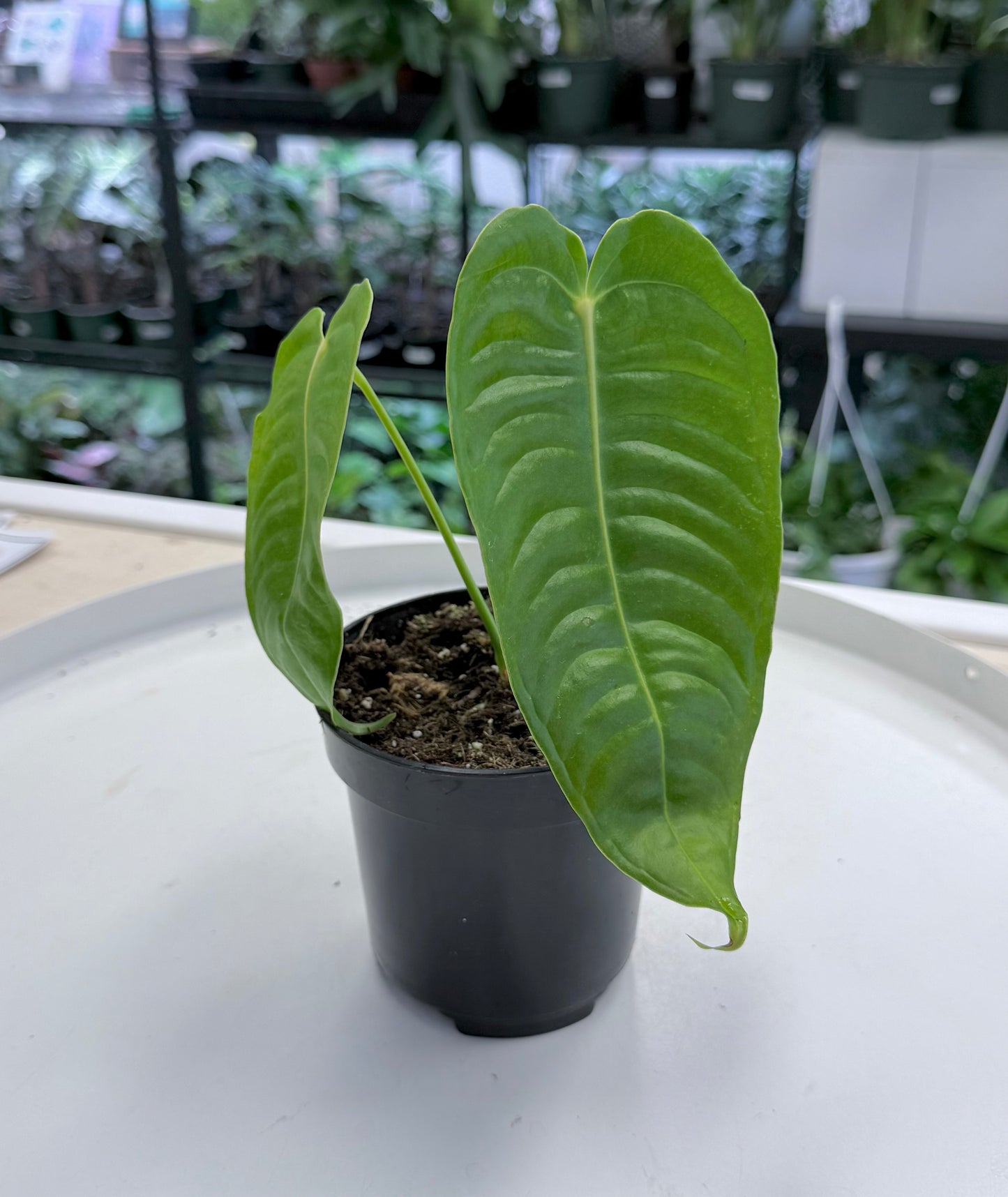 Anthurium veitchii 4”