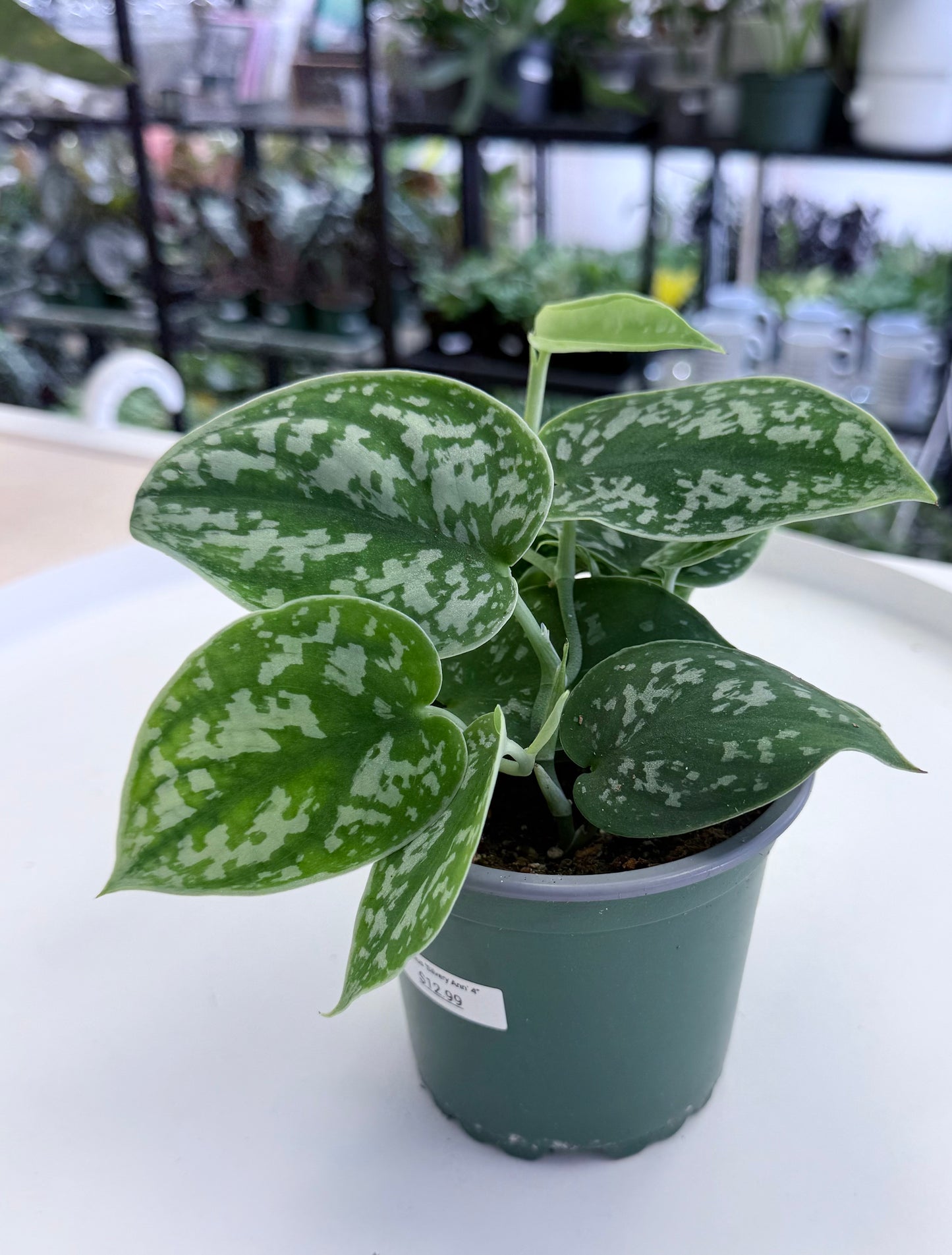 Scindapsus pictus 'Argyraeus'