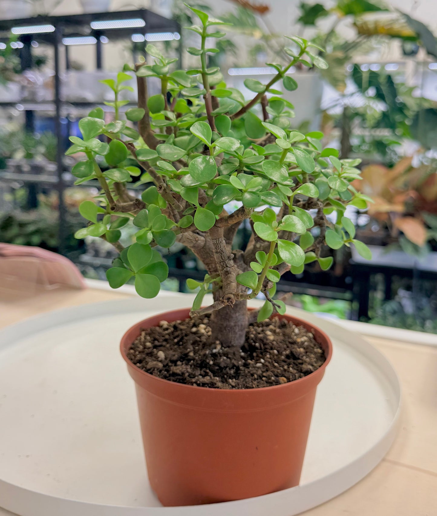 Pre-Bonsai | Dwarf Jade | Portulaca Afra 6”