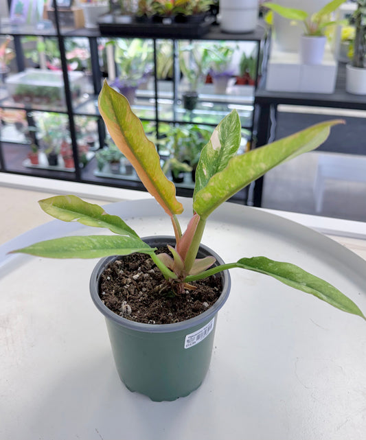 Philodendron ‘Ring of Fire’