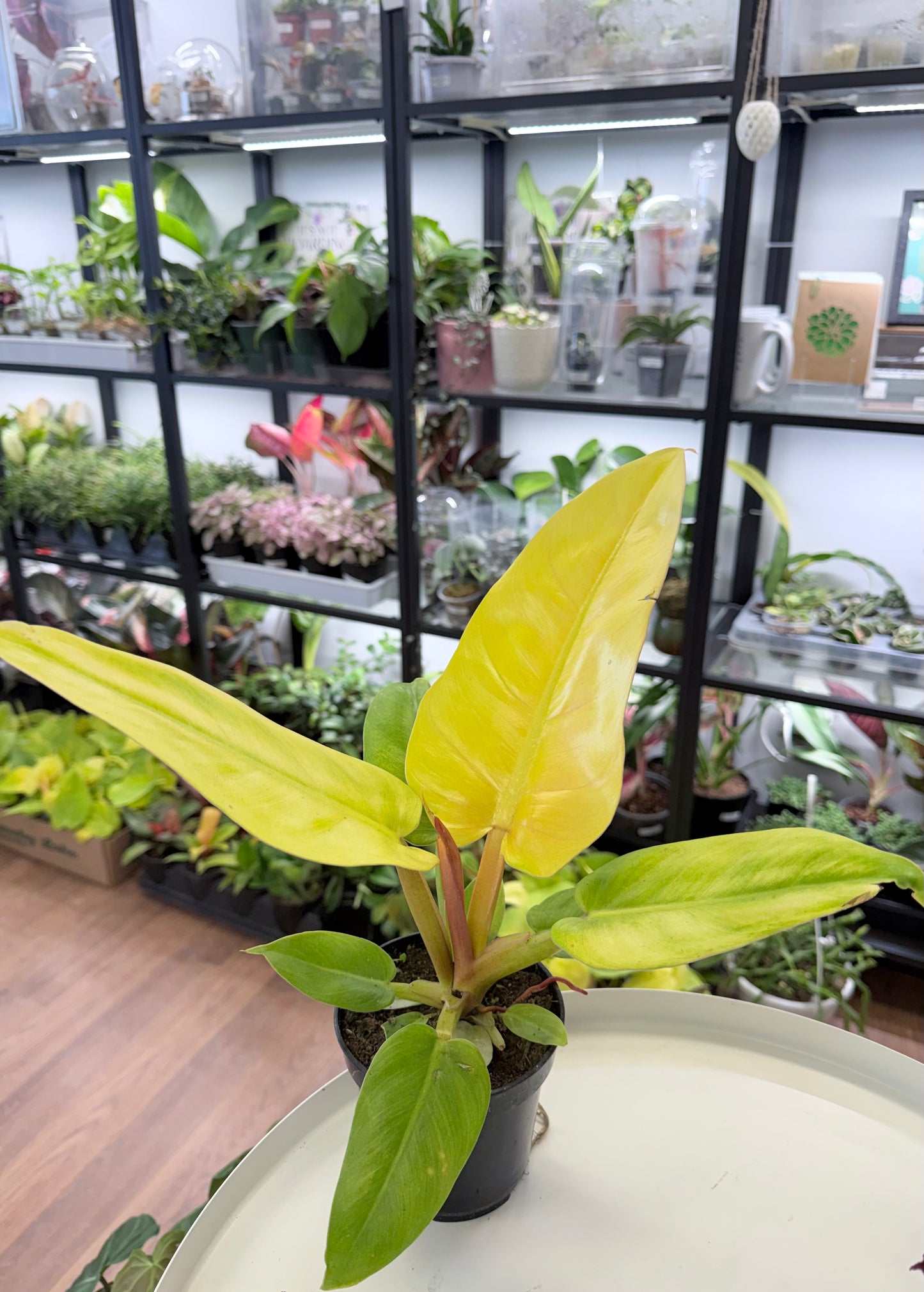 Philodendron melinonii ‘Gold’ 4”