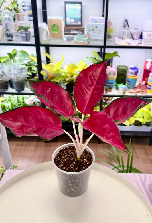 Aglaonema ‘Suksom Jaipong’