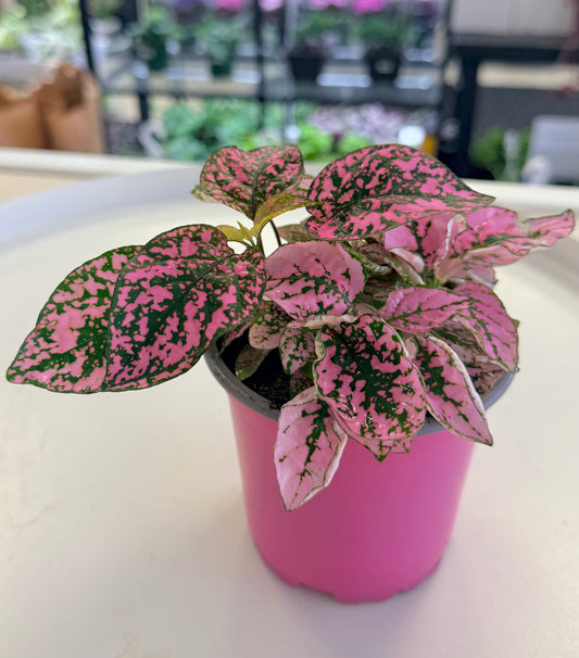 Hypoestes phyllostachya | Polka Dot Assorted Colors 4”