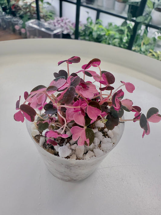 Oxalis spiralis ssp. vulcanicola 'Plum Crazy' 2”