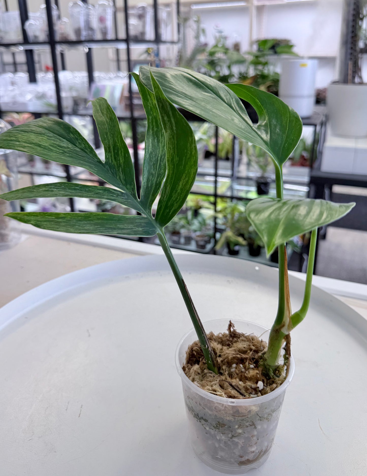 Rhaphidophora decursiva Variegated