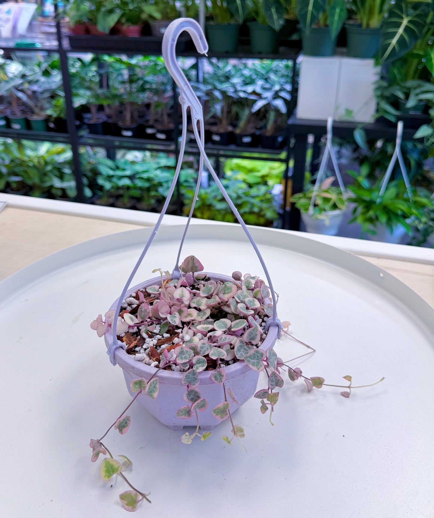Ceropegia woodii ‘String of Hearts’ Variegated