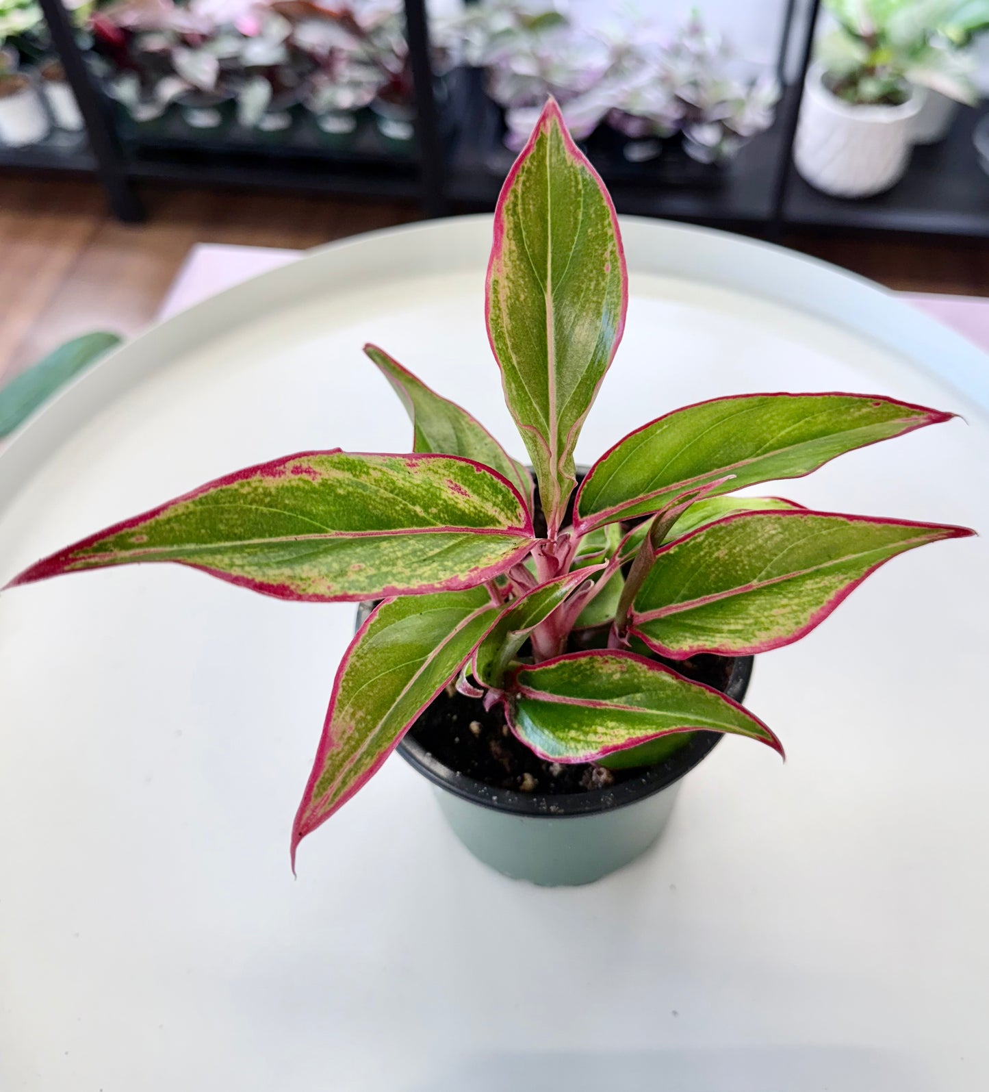 Aglaonema ‘Red Siam’ 4”
