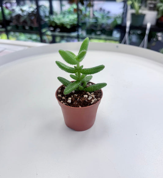 Delosperma echinatum | Pickle Plant