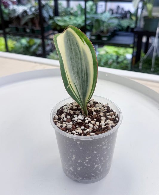 Sansevieria masoniana | Whale Fin Variegated
