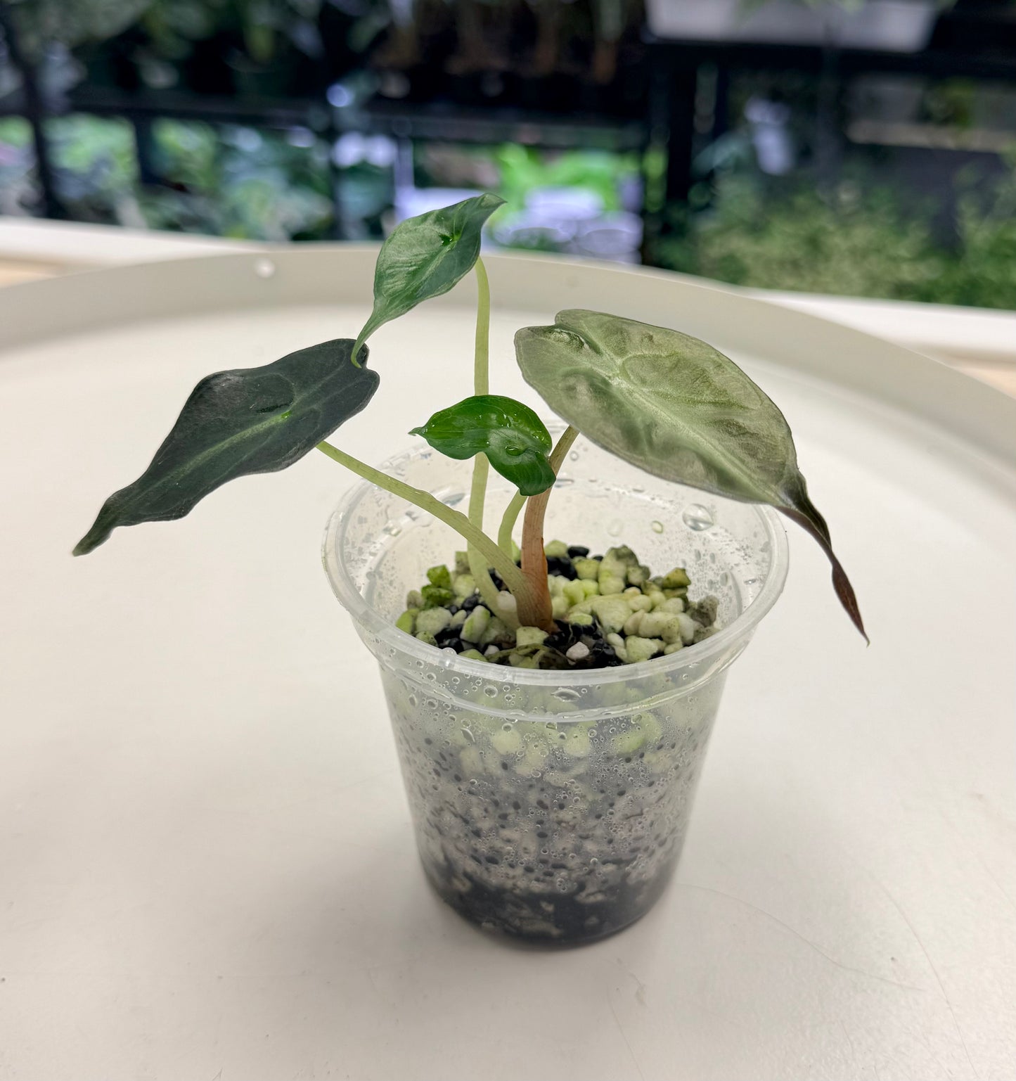 Alocasia Venom 3”