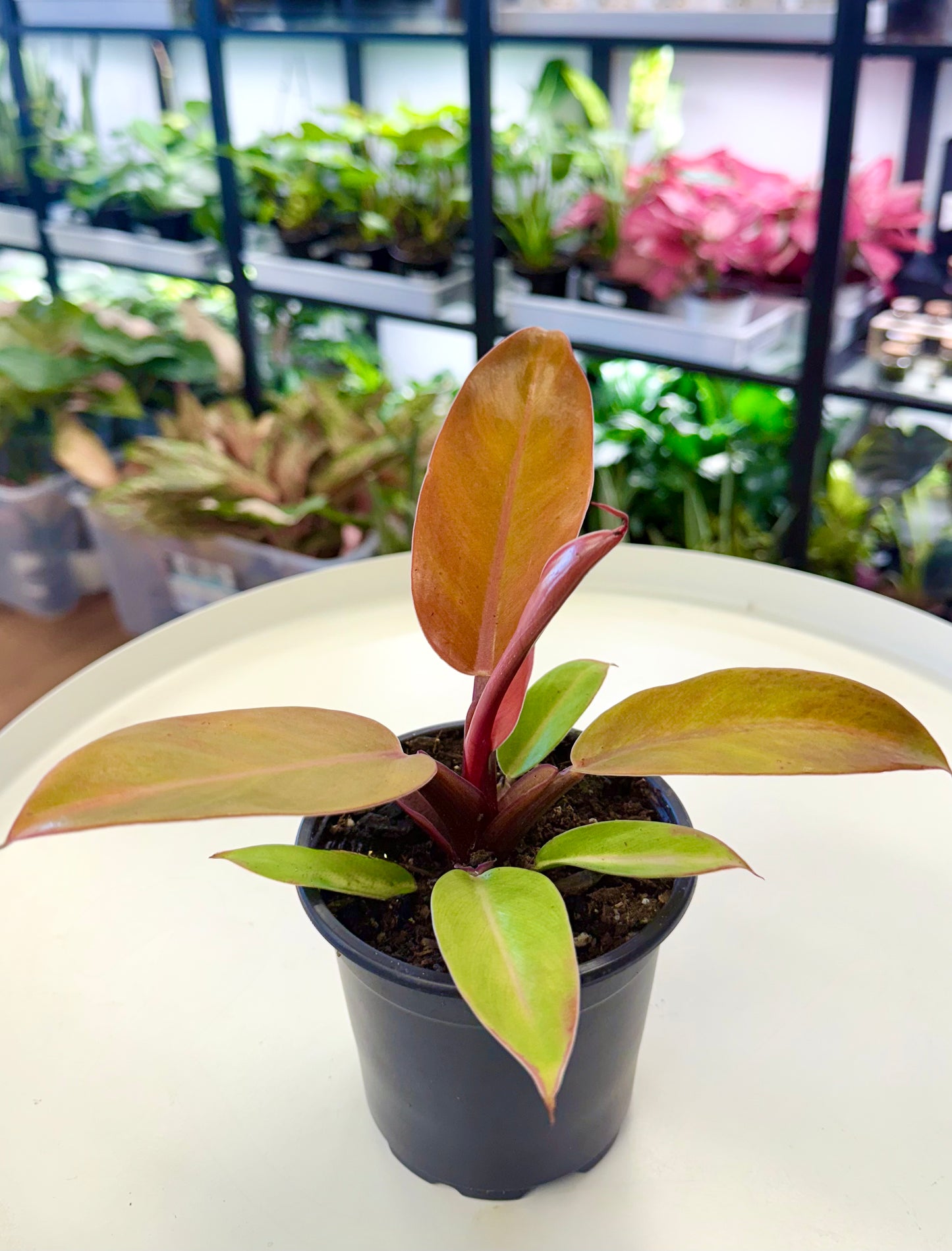 Philodendron ‘Prince of Orange’ 4”