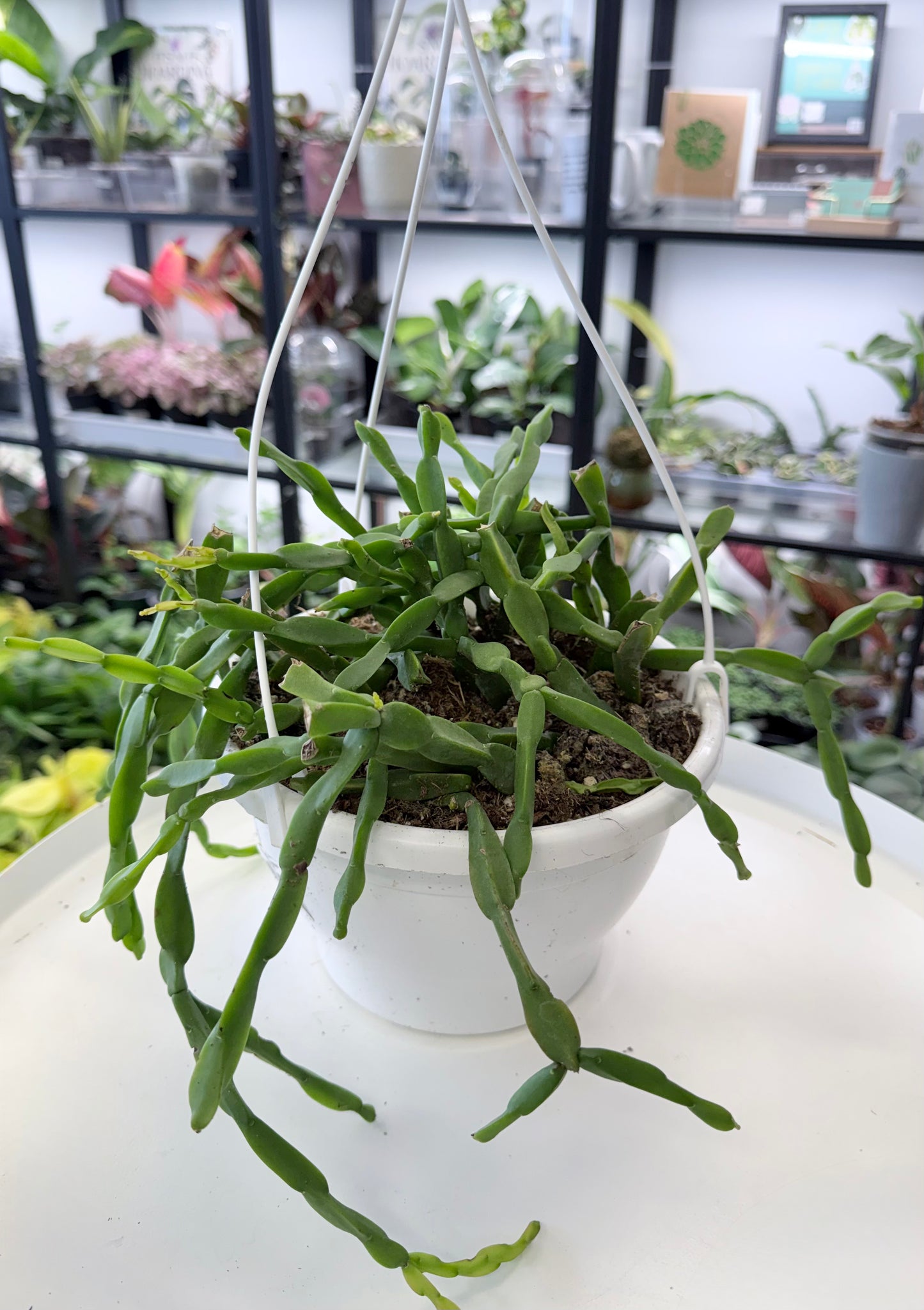 Rhipsalis paradoxa | Hanging Basket | No Ship