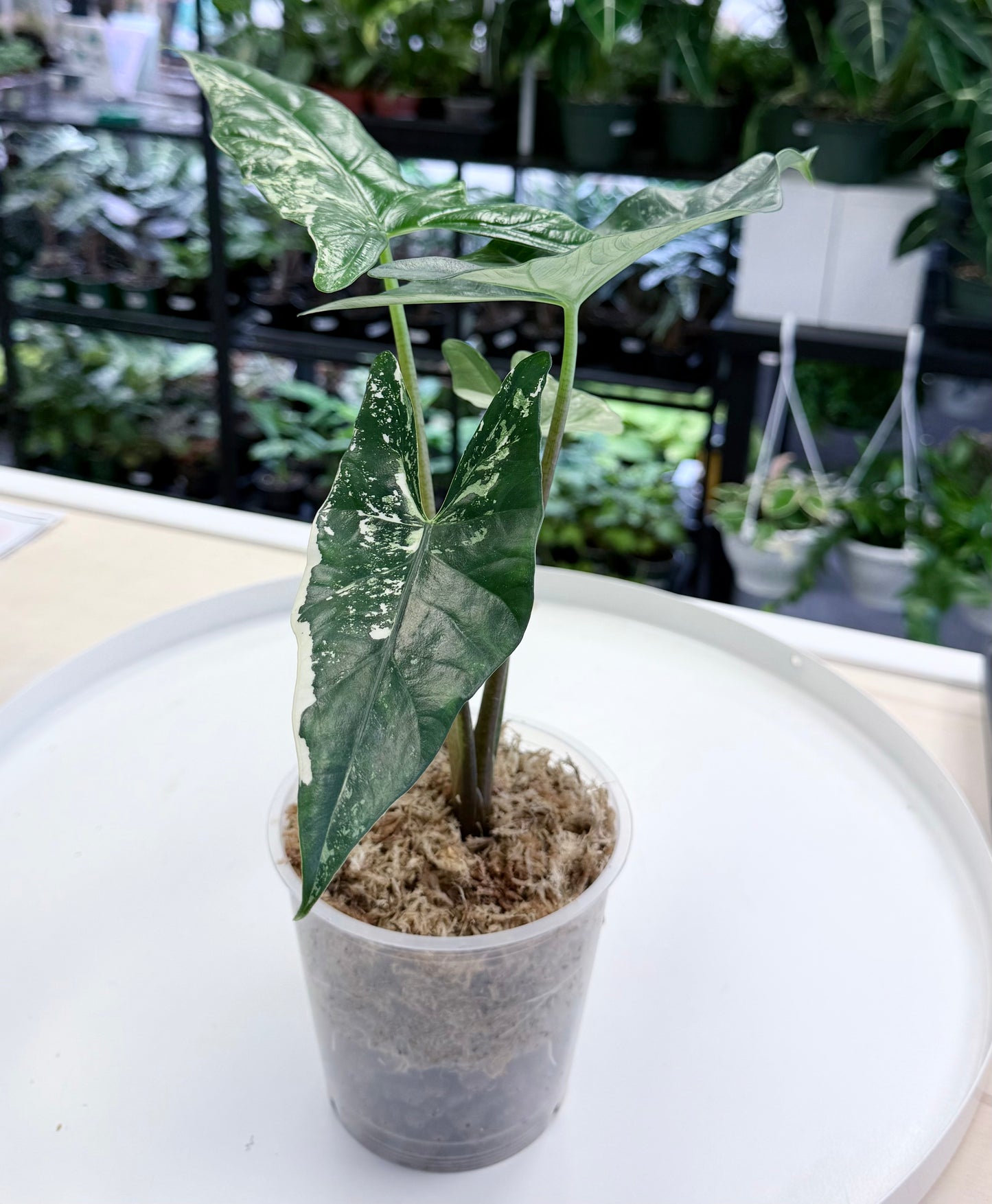Alocasia Simpo Albo
