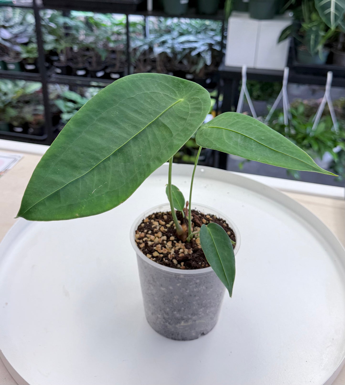 Anthurium peltigerum