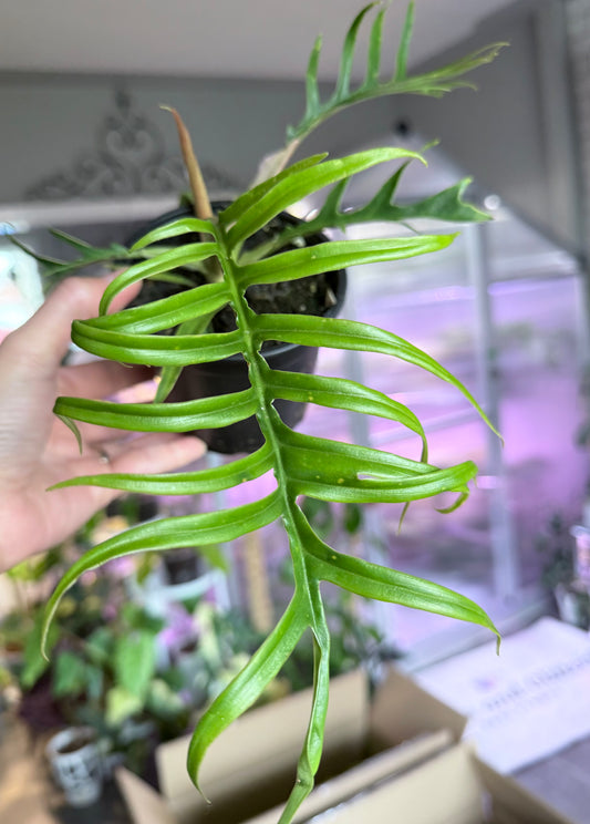 Philodendron bipinnatifidum 'Tortum' 4”